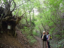 az Élniakarás fája